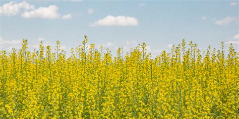 Increase Yield and Quality of Canola Crops and Their Seed Oil Content ...