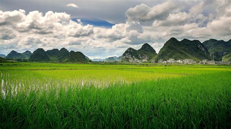 Paddy field in China - backiee