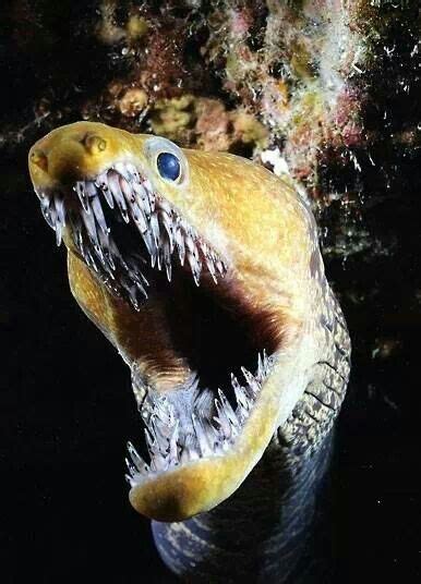 Fang tooth moray. | Scary animals, Deep sea creatures, Underwater creatures