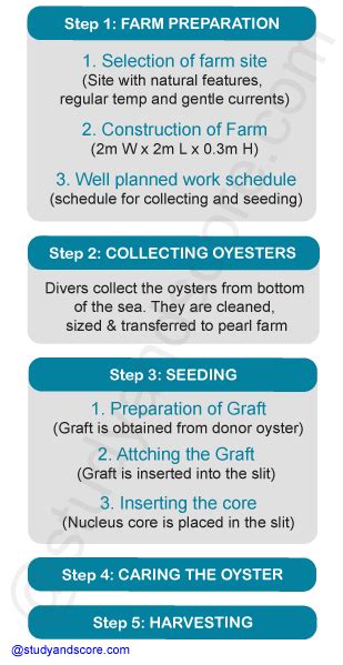 Pearl culture: Methods, process and Techniques | Study&Score