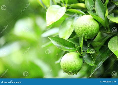 Green orange fruit stock photo. Image of tropical, health - 33105008