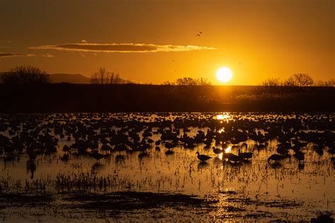 A Tree Falling: Bosque del Apache, December 2020: Sunrise