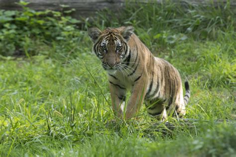 Malayan Tiger Cubs Debut at Bronx Zoo - ZooBorns