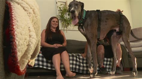 Zeus, Guinness World Records tallest dog in the world to undergo leg amputation | wfaa.com