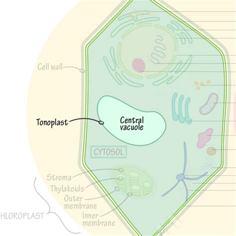 Vacuole Drawing