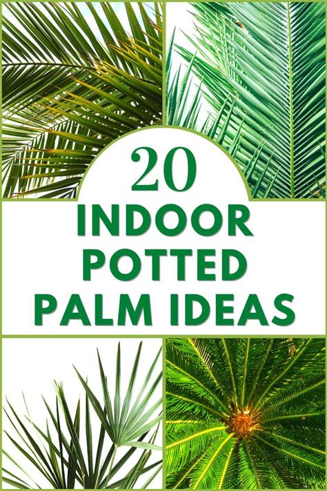 Types of indoor palm plants indoor palm varieties – Artofit