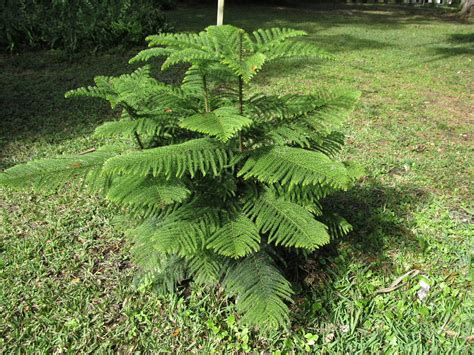 Norfolk Island Pine Makes Decorative Holiday Tree | What Grows There :: Hugh Conlon ...