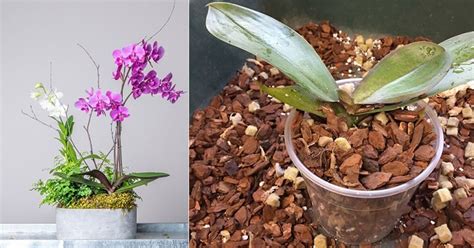 4 DIY Orchid Potting Mix Recipes | Balcony Garden Web