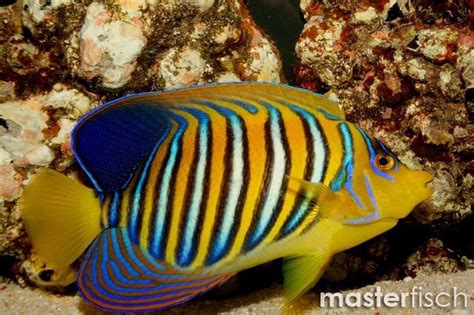 Regal angelfish (Red sea) - Pygoplites Diacanthus | MasterFisch