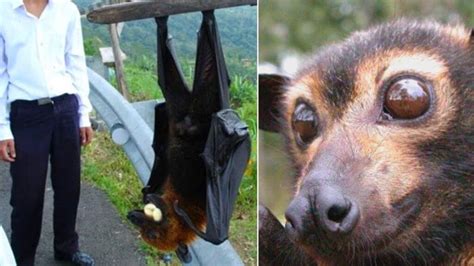 Giant Golden Crowned Flying Fox Size Comparison