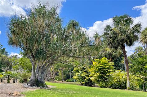 Are the Rockhampton Botanic Gardens Worth Visiting? - Tropical House & Garden