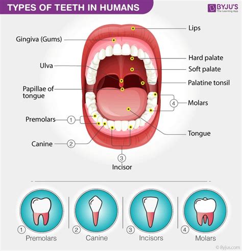 Types of Teeth in Humans | Teeth diagram, Human teeth, Tooth chart