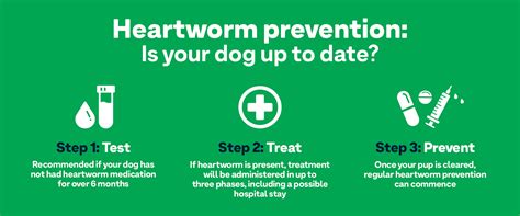 Signs, Symptoms And Treatment Of Heartworm Disease - Greencross Vets