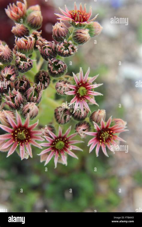 Houseleek flower hi-res stock photography and images - Alamy