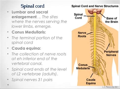 Plexus Anatomy - Anatomy Book