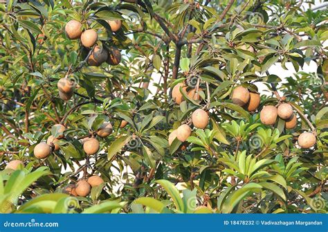 Tropical Fruits - Chiku Tree Stock Photography | CartoonDealer.com ...