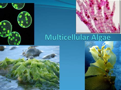 El Rincón del Pequeprofe: THE PROTISTA KINGDOM: PROTOZOA AND ALGAE