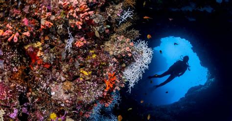 Scuba Diving in South Malé Atoll, Maldives | Cocoa Island