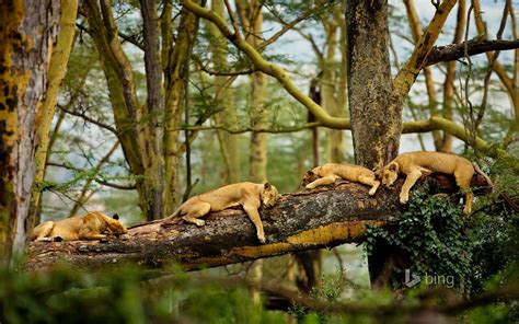 Sleeping Lions on tree widescreen - http://www.newiphonewallpapers.net ...