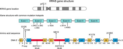 KRAS gene and mutational hotspots | Download Scientific Diagram