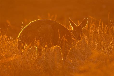 Red Kangaroo at Sunset | Sean Crane Photography