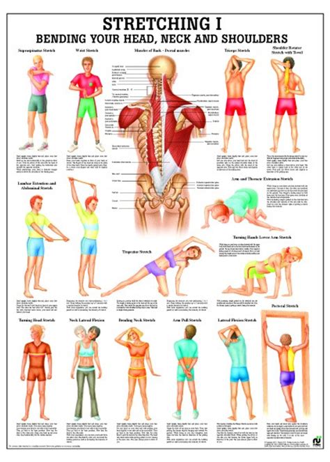 Neck and Shoulders Stretching Poster - Clinical Charts and Supplies