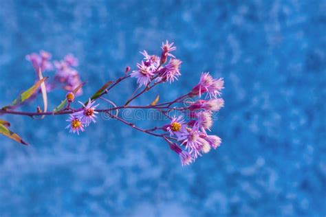 Autumn Meadow Flowers Sunrise Lilac Purple Blue Field Mountain Sunset ...