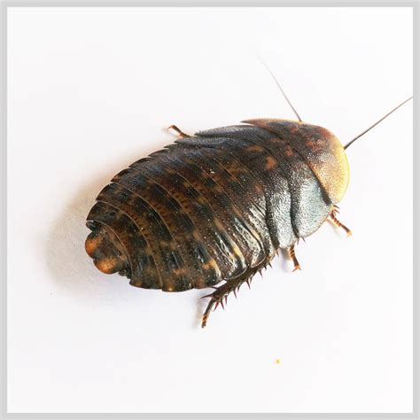 Discoid Roaches – Ovipost