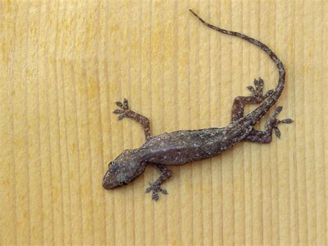 Schlegel's Japanese Gecko Wallpapers - Wallpaper Cave