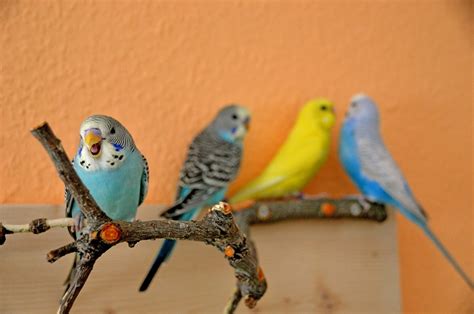 Are Budgies Loud? | About Budgie Noise Levels & Sounds - Psittacology