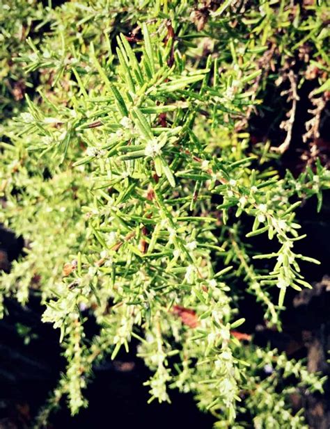 The Many Uses of Rosemary