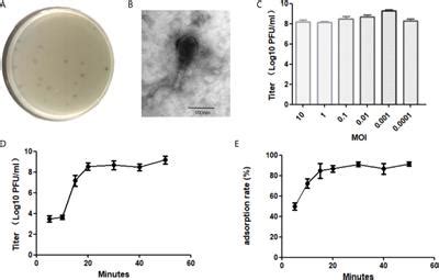 Frontiers | Characterization of an Enterococcus faecalis Bacteriophage vB_EfaM_LG1 and Its ...