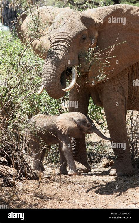 Kenya, Samburu National Reserve, Kenya, female African Elephant nurses ...