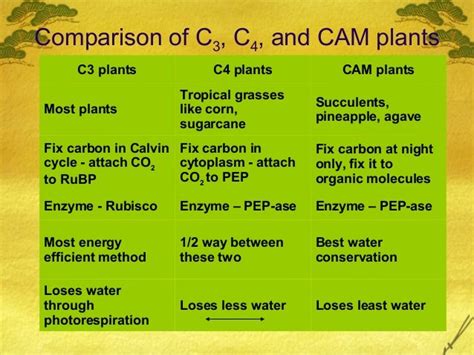 AP Bio Ch. 10 C3 c4 and cam plants