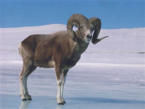 Altai Nature Reserve, Ulagan, Russia (with Map & Photos)