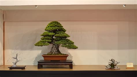 Choosing a Bonsai pot for your tree - Bonsai Empire