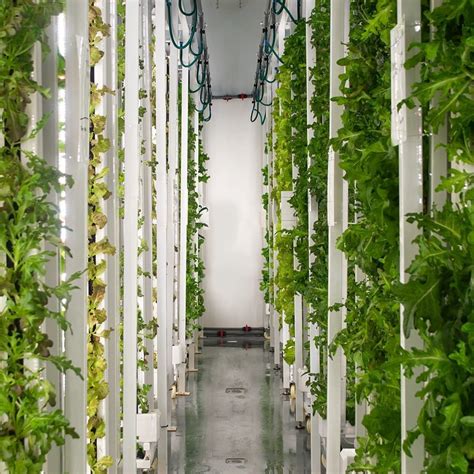 Singapore, a City of Skyscrapers and Little Land, Turns to Farming - WSJ