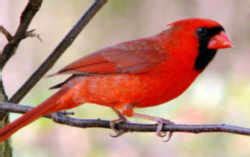 Illinois State Bird: Northern Cardinal