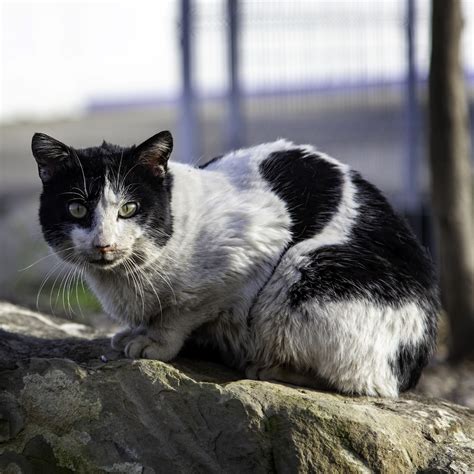 Feral Cats » City of Greater Geraldton