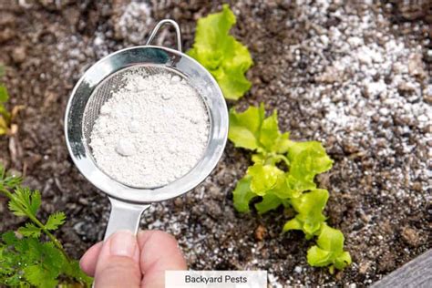 47 Bugs Diatomaceous Earth Kills (Complete List) - Backyard Pests