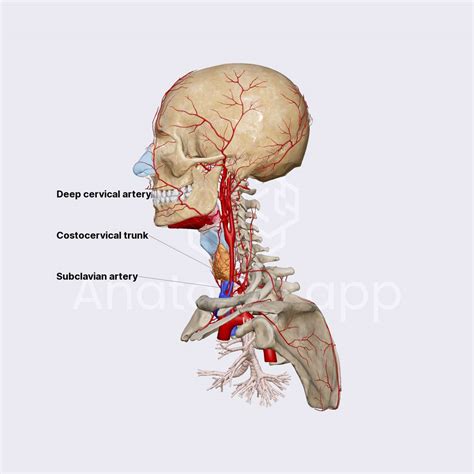 Costocervical trunk | Arteries of the head and neck | Head and Neck ...