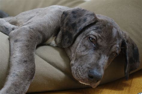 Labrador Great Dane Mix Puppies / black lab great dane mix puppies for sale | Zoe Fans Blog ...