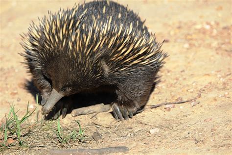 Echidna Australia Animal - Free photo on Pixabay