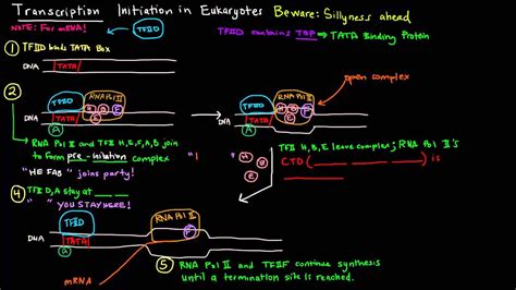 Transcription Initiation Eukaryotic