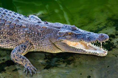 Close-up Portrait of Crocodile is Opening Its Mouth at the Crocodile ...