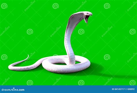 3d Albino king cobra snake stock illustration. Illustration of monster - 84145717