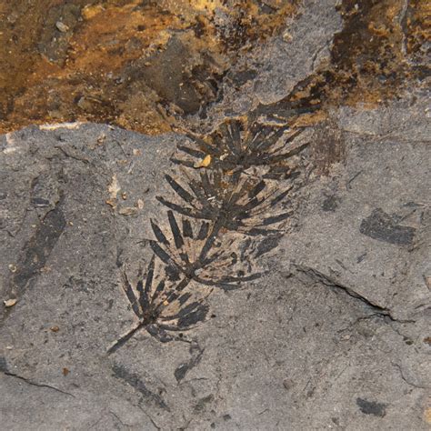 Asterophyllites & Calamites - Fossils of Parks Township