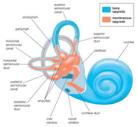 Stock Illustration - The two labyrinths of the inner ear The bony labyrinth is partially cut ...