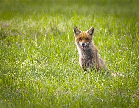 Red fox | Red fox (Vulpes vulpes) on a meadow. Lis rudy (Vul… | Flickr