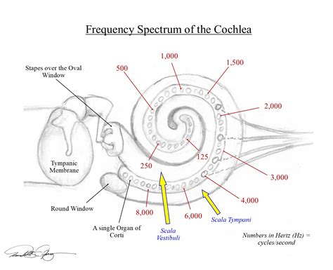 Diagram Of The Cochlea
